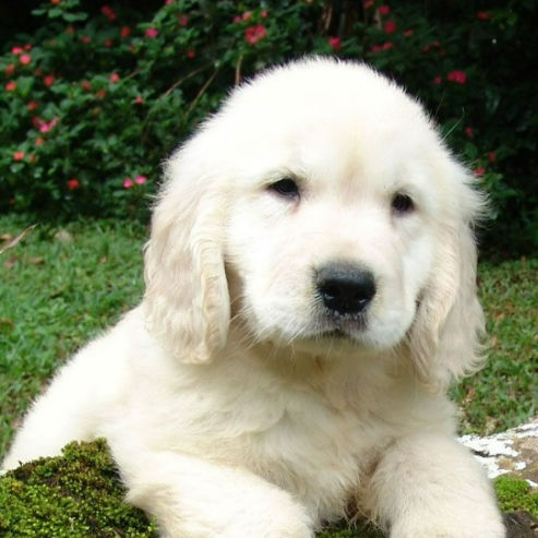 Prabhas, Bariatrician Prabhas, Bariatrician