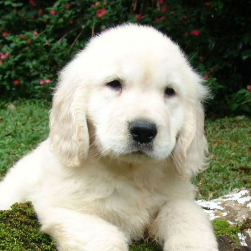 Dr. Ankit Bisht, Cardiologist Dr. Ankit Bisht, Cardiologist