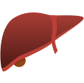 Liver Function