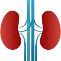 Kidney Function