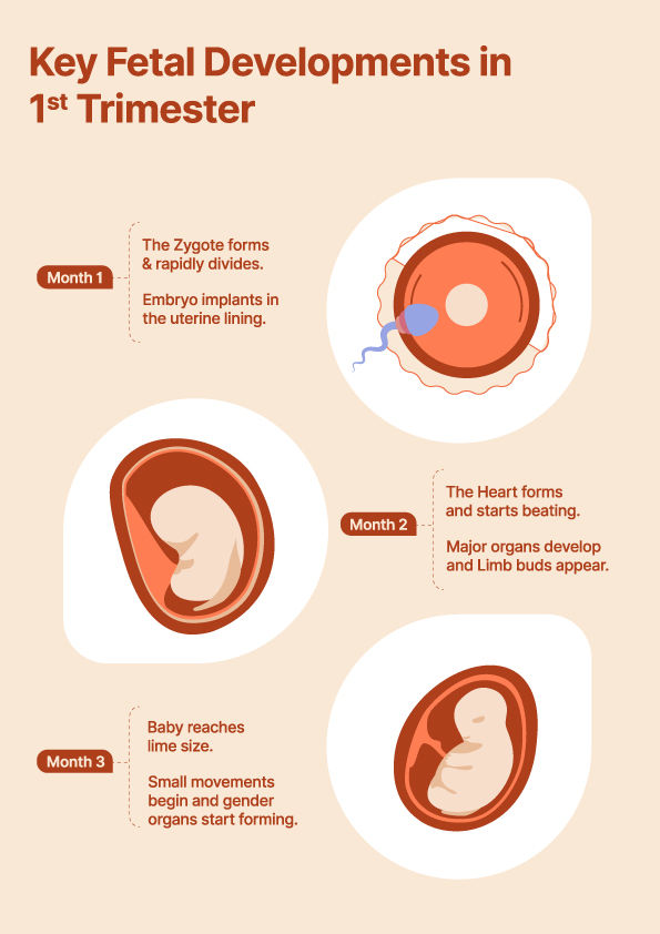 Fetal Growth in First Trimester