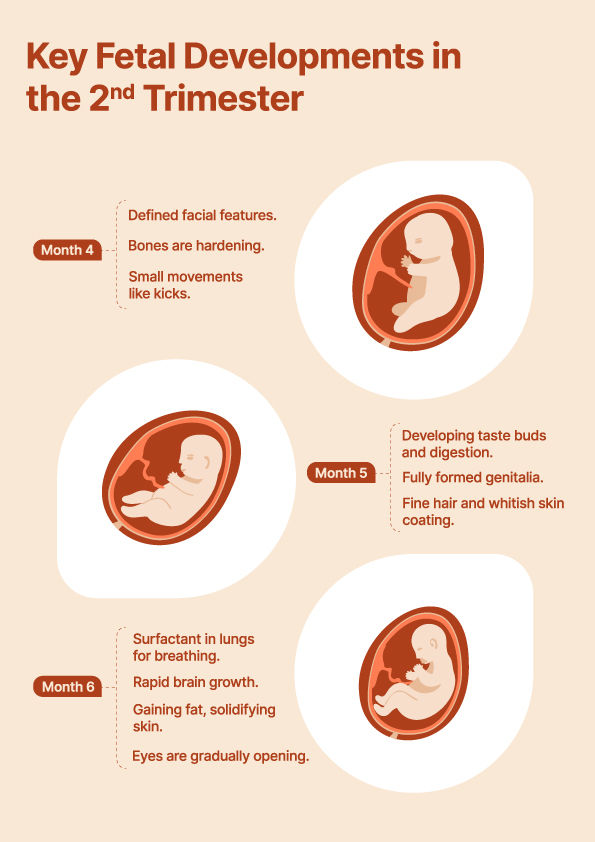 Fetal Growth in Second Trimester of pregnancy