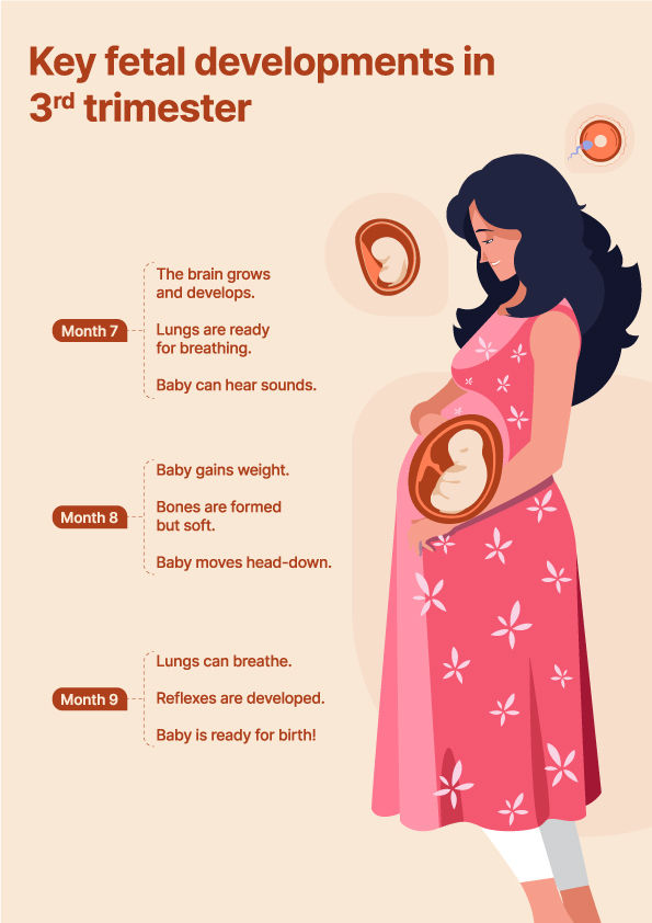 Fetal Growth in Third Trimester of pregnancy