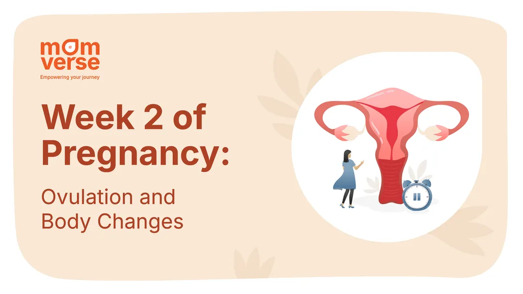 Week 2 of Pregnancy: Ovulation and Body Changes