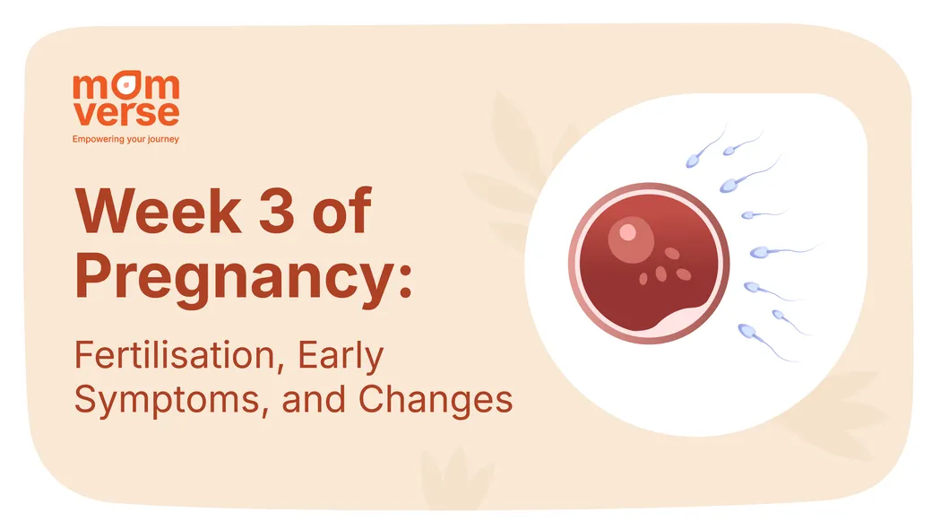 Week 3 of Pregnancy: fertilisation, Early Symptoms, and Changes