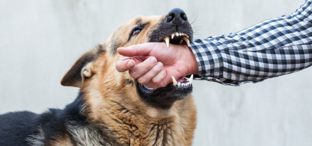 First aid management of dog bite hotsell