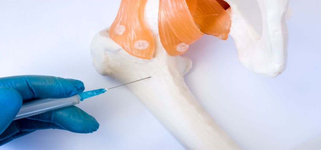 The Importance of Bone Marrow in Human Health