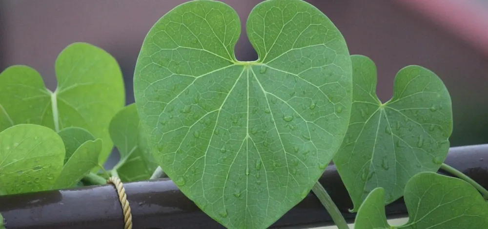 Can Giloy Help in Diabetes Management?