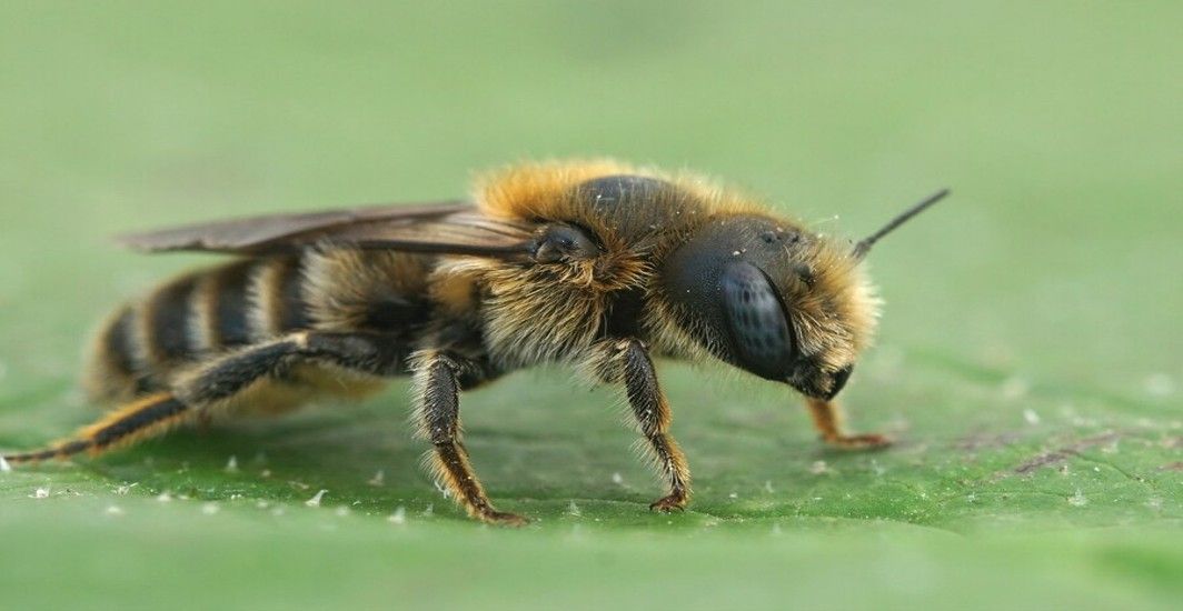 what happens if a diabetic gets stung by a bee