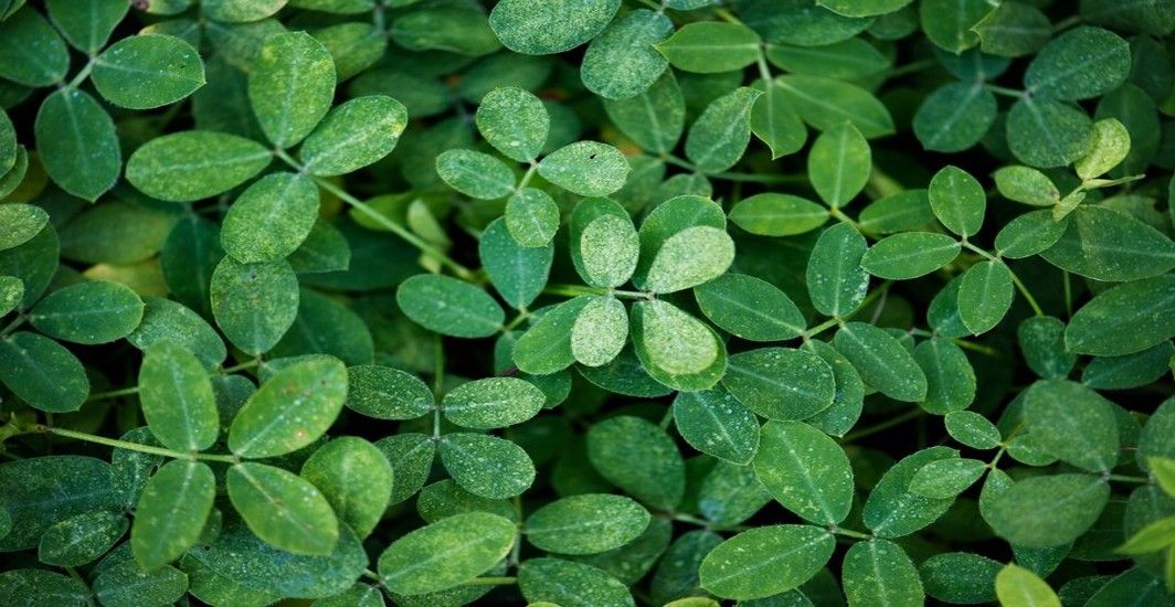 moringa and tirzepatide The Power of Moringa in Diabetes Management