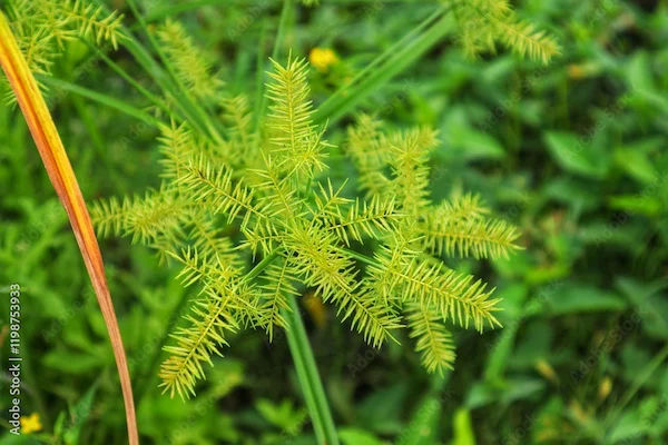 Benefits Of Nutgrass