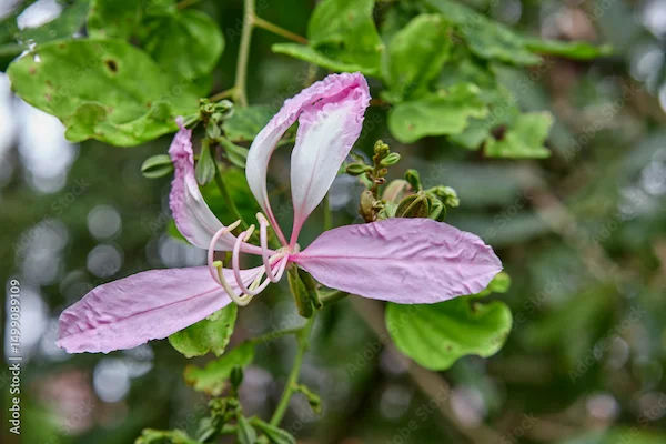 Kachnar Benefits