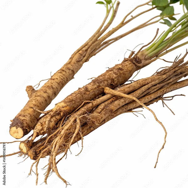 Chitrak Benefits