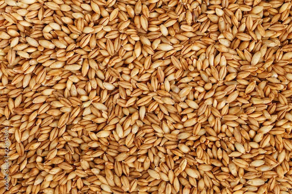 Benefits Of Barley