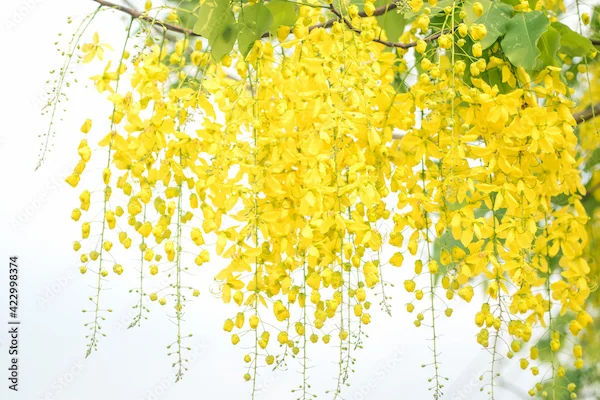 Amaltas (Golden Shower Tree) Benefits