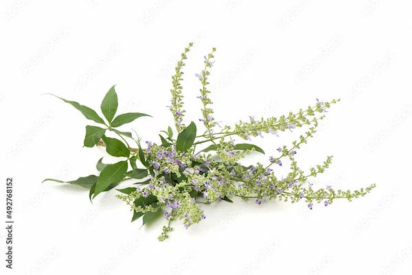 Benefits Of Nirgundi