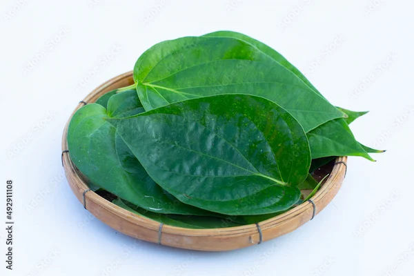 Benefits of Paan (Betel Leaf)