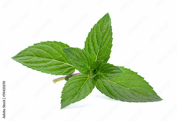 Benefits Of Peppermint