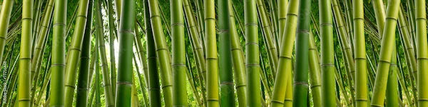 Bamboo Benefits