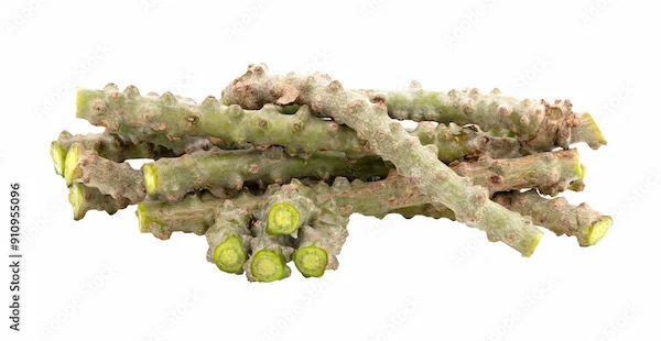 Giloy Benefits: Know All About It