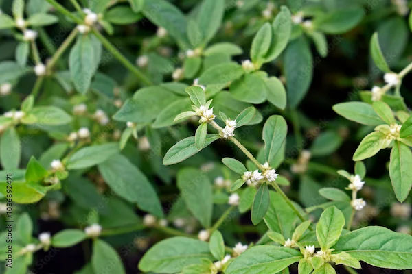 Matsyaakshi Benefits