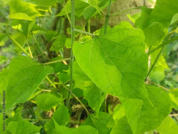 Gambhari Benefits