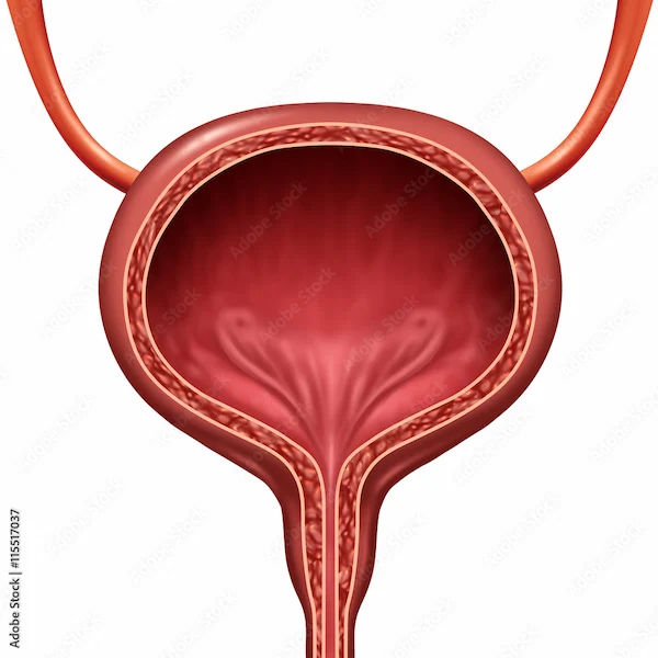 Bladder Repair During Hysterectomy
