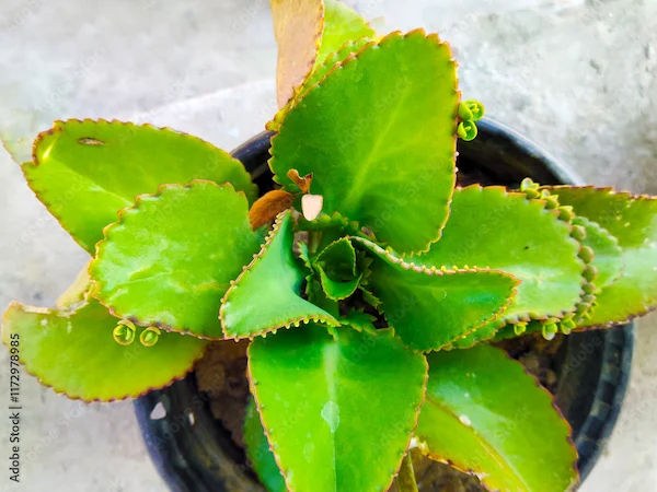 Parnabeej Benefits
