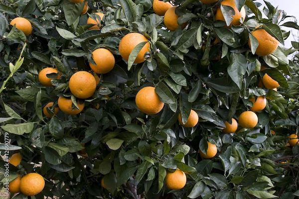 Narangi Benefits