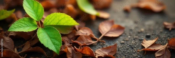Gorakshi Benefits