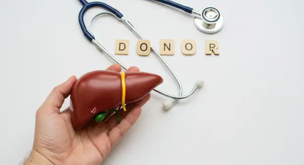 Life After Liver Transplant For Donor