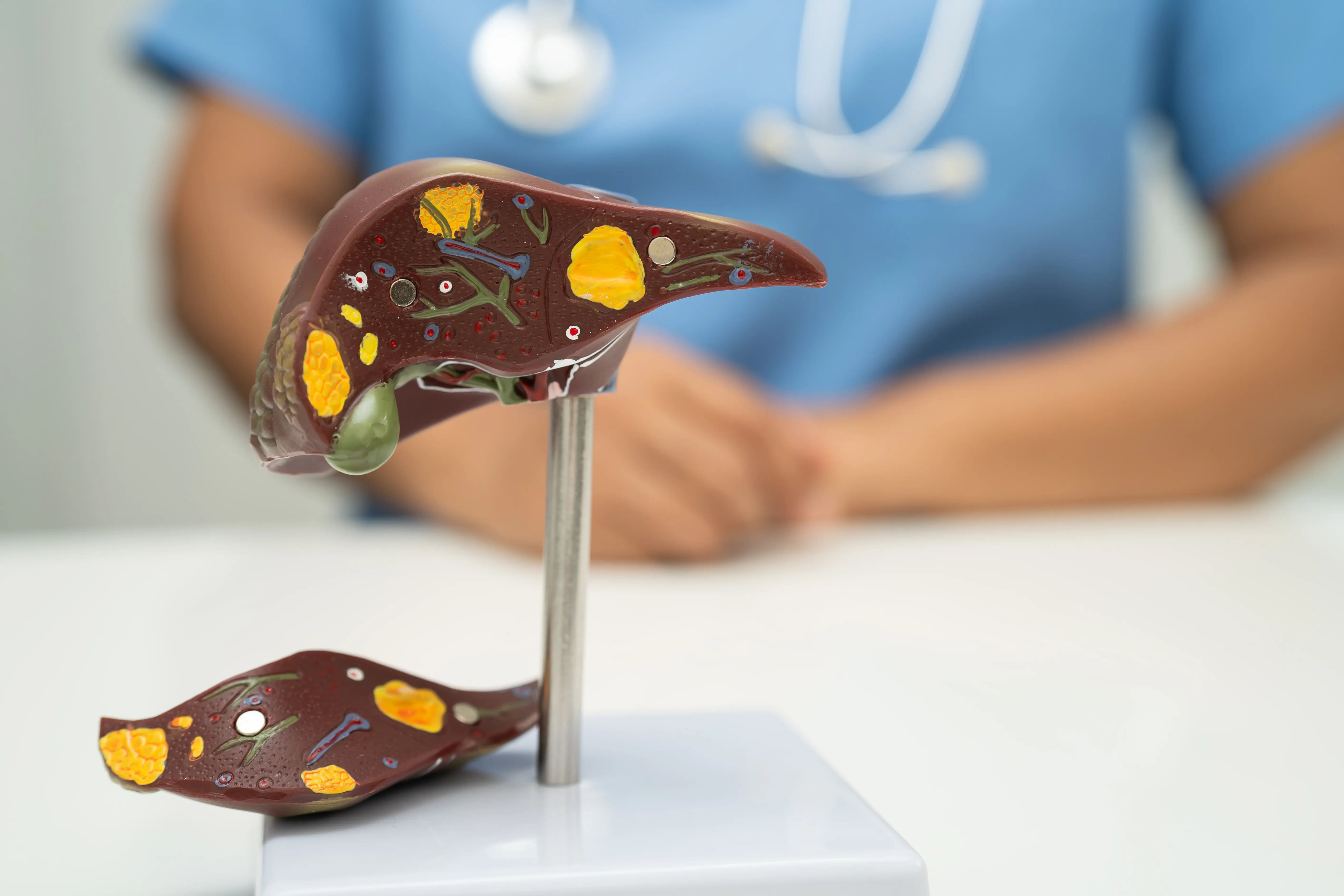 How Much Liver Is Needed For A Liver Transplant?