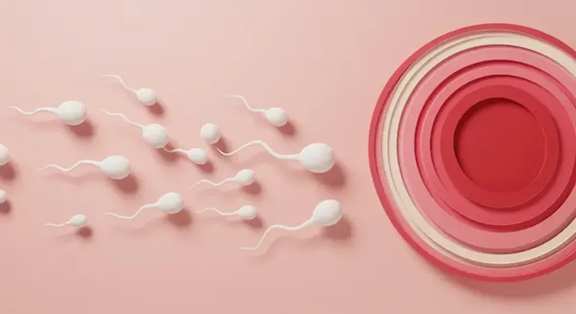 l carnitine for sperm morphology L-Carnitine and Male Fertility: Is Supplementation Beneficial? How To Increase Sperm Morphology?