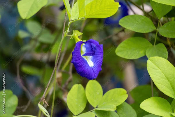 Aprajita Benefits