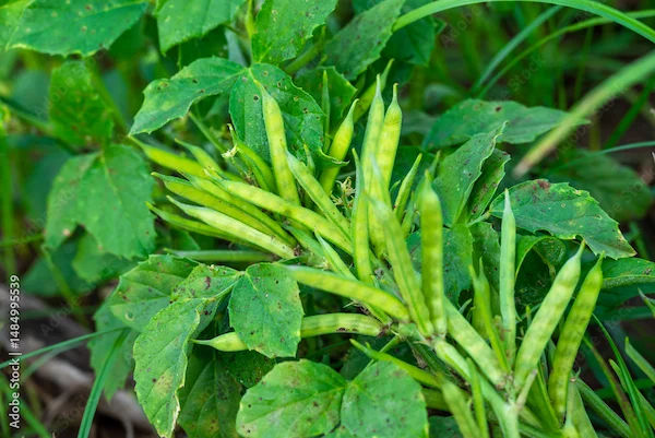 Gavarfali Benefits