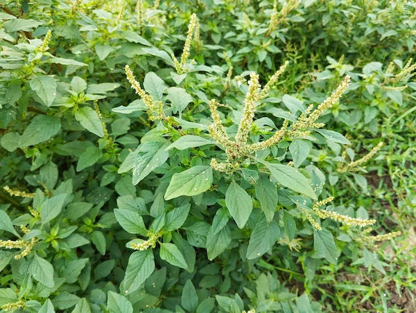 Tanduleey Choulai Benefits