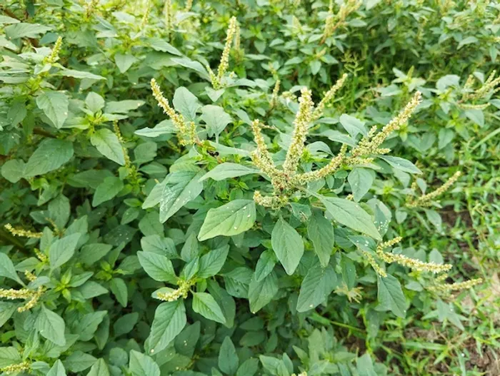 Tanduleey Choulai Benefits