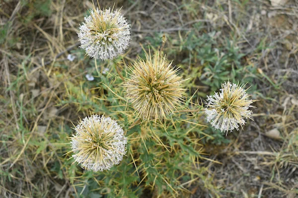 Bramhadandi Benefits