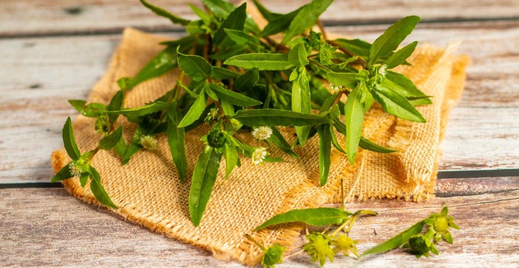 5 Ayurvedic Liver and Immunity Boosters for Diabetics (With a Word of Caution)