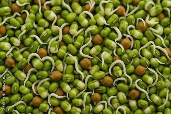 Protein Content in 100g of Sprouts