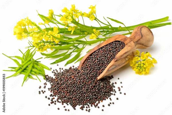 Benefits Of Mustard Seeds