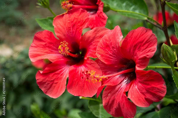 Benefits Of Hibiscus