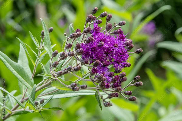 Sahdevi Benefits