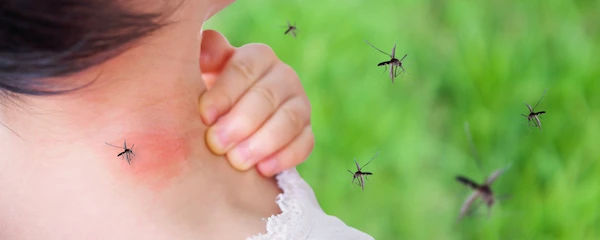 Malaria-Carrying Mosquito