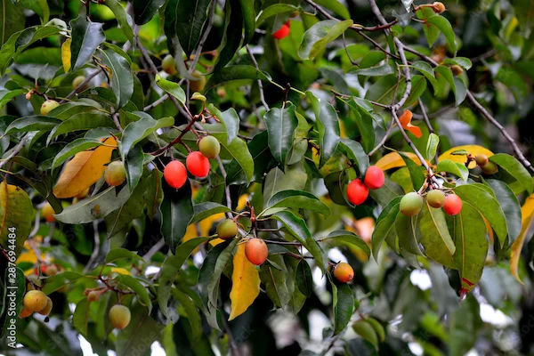 Moulsiri Benefits