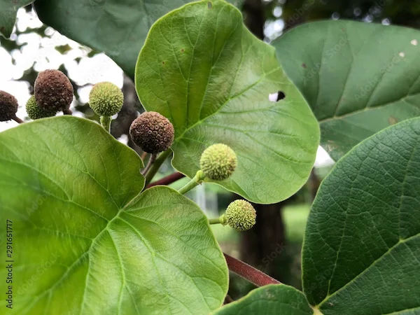 Haridru Benefits