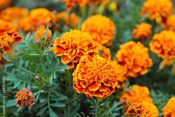 Benefits Of Marigold