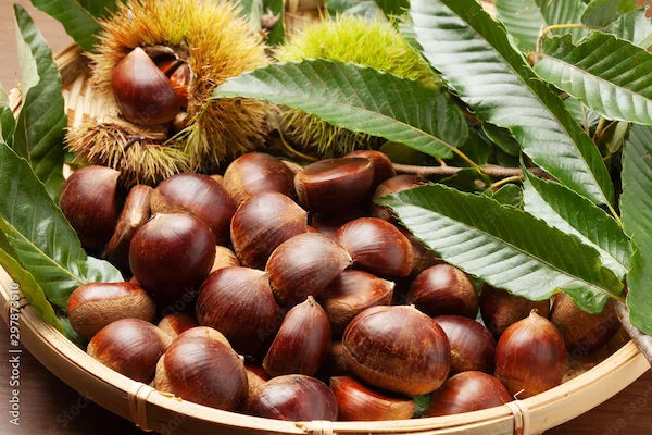 Kuri Benefits