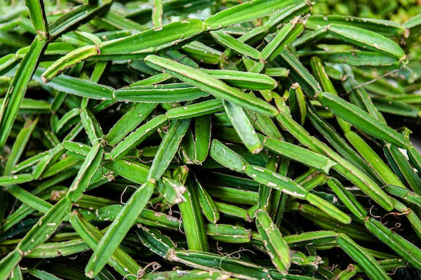 Varshabhu Benefits