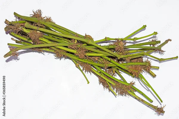 Chavya Benefits